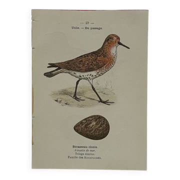 Planche Botanique Gravure oiseaux naturaliste  19eme recto verso  A