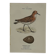 Planche Botanique Gravure oiseaux naturaliste  19eme recto verso  A