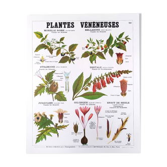Deyrolle Poster. Poisonous Plants. No. 50