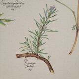Affiche botanique tisane
