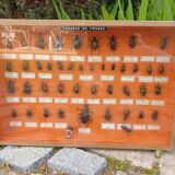 Entomology showcase