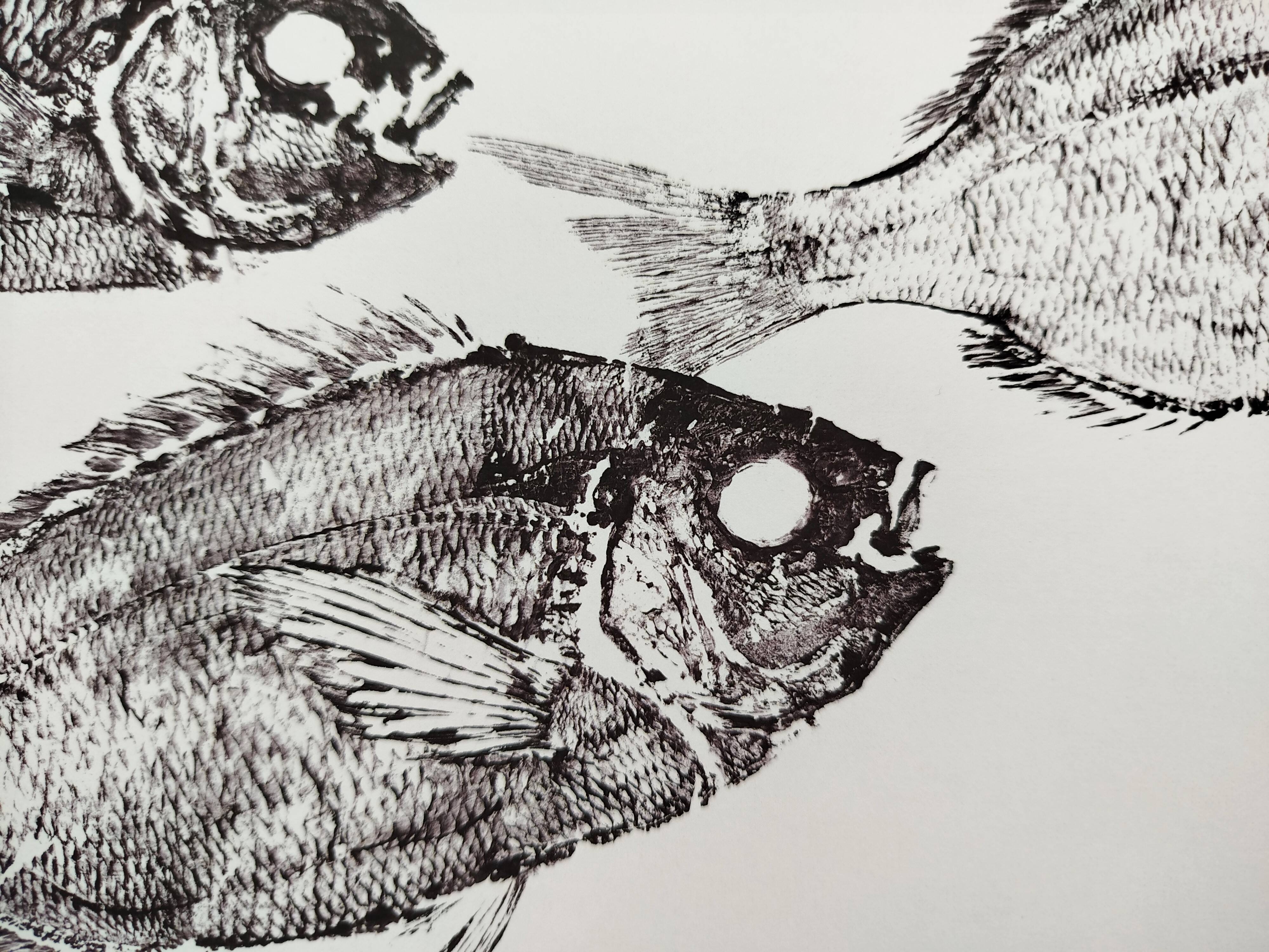 Framed art print, "Print of a school of sea bream" (gyotaku)