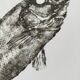 Framed art print, "Print of a bar" (gyotaku)