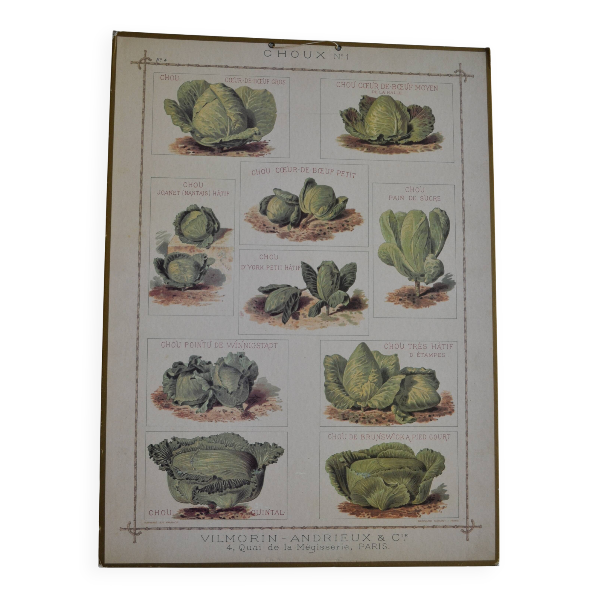 Vintage botanical poster "Cabbages"