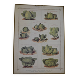 Vintage botanical poster "Cabbages"