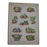 Vintage botanical poster "Cabbages"
