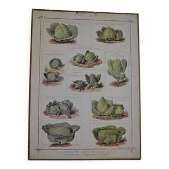 Vintage botanical poster "Cabbages"
