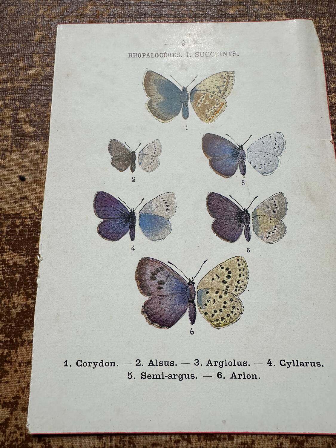 Naturalist engraving Butterfly Art Deco Circa 1800 botanical plate