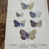 Lithographie naturaliste "Papillon" Art Déco, circa 1890
