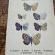 Naturalist engraving Butterfly Art Deco Circa 1800 botanical plate