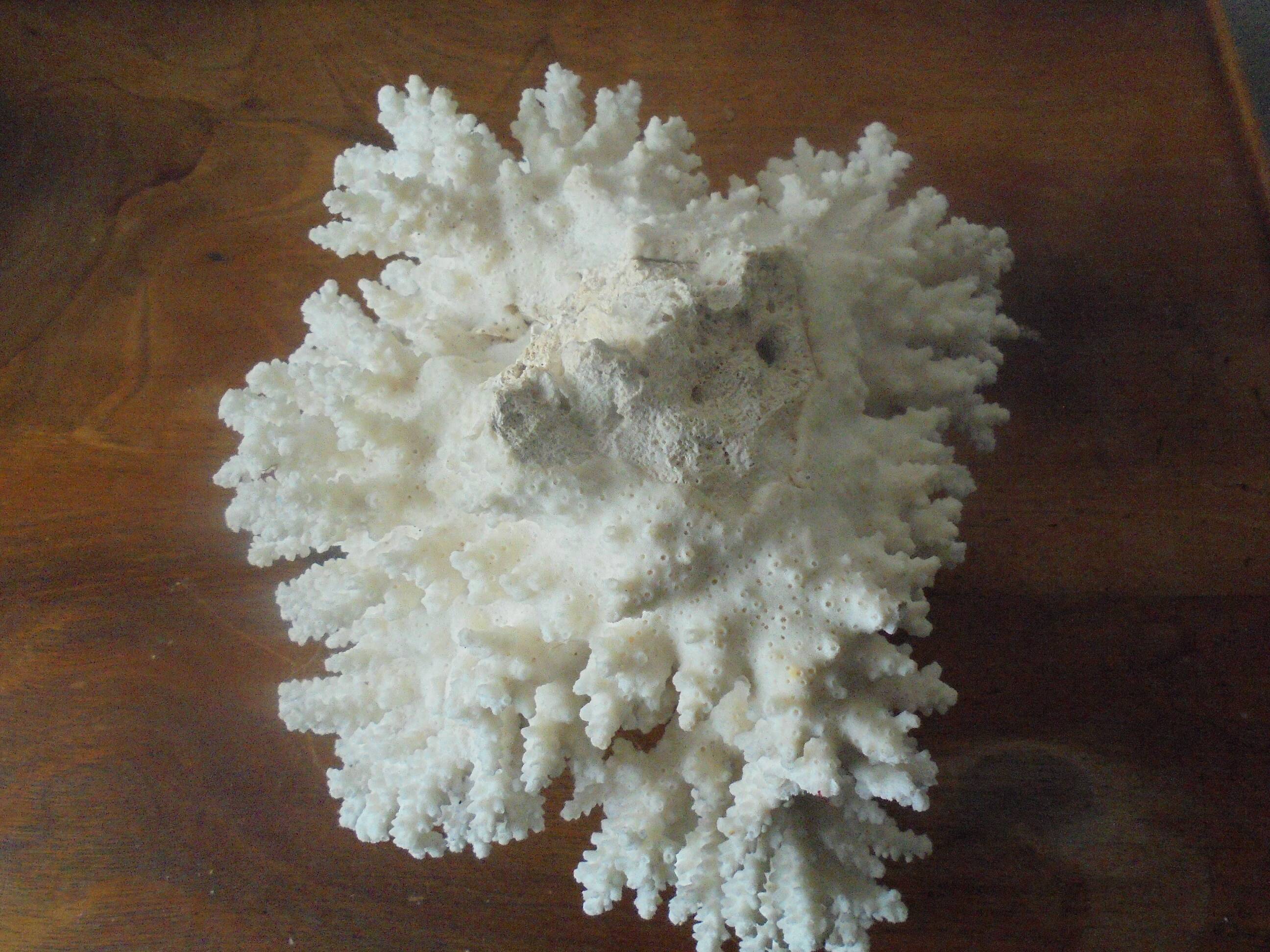 Minerals, coral