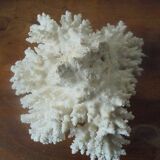 Minerals, coral