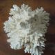 Minerals, coral