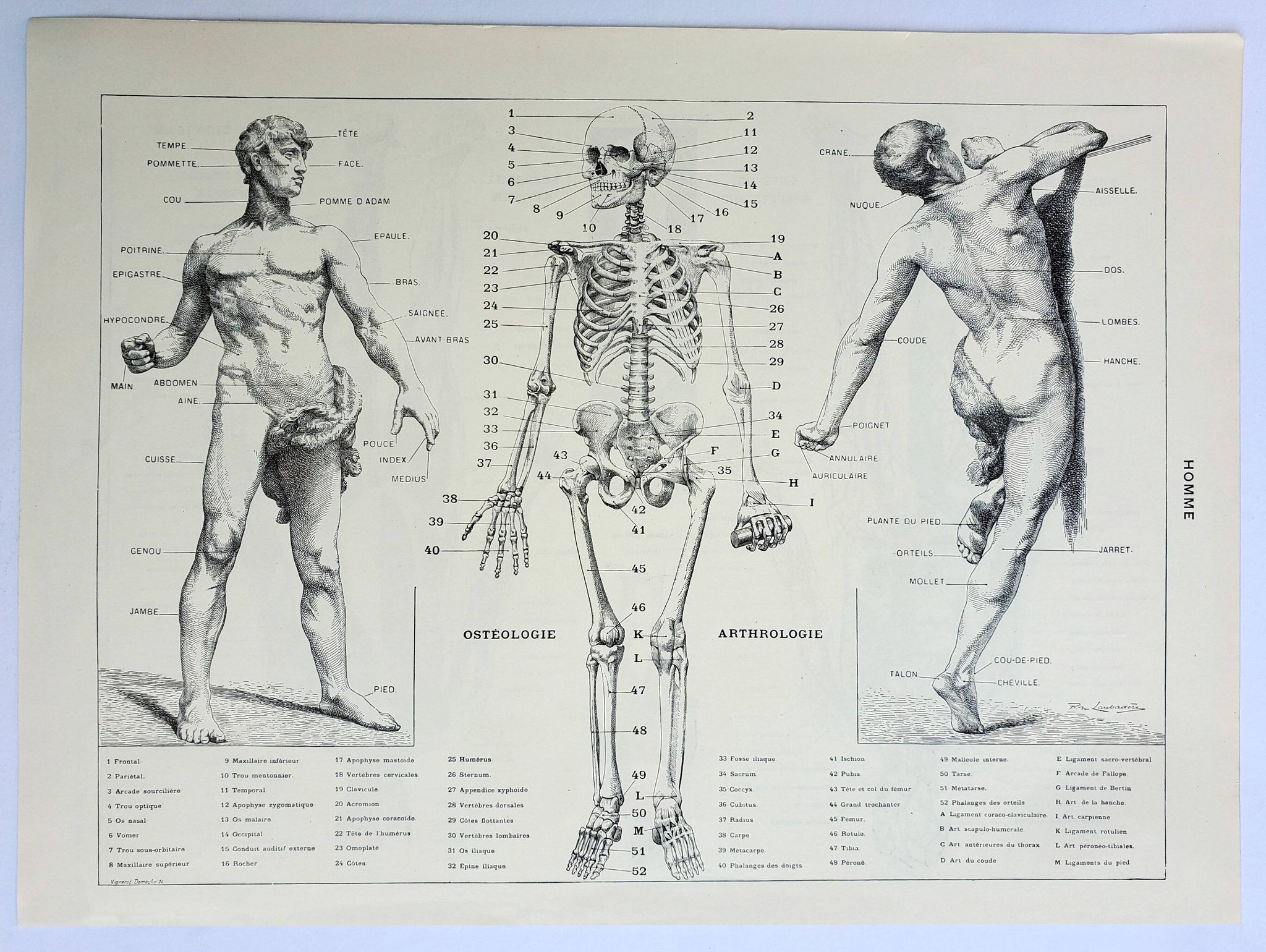 Antique engraving 1928, Man, anatomy, biology, medicine • Lithograph, original illustration