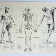 Antique engraving 1928, Man, anatomy, biology, medicine • Lithograph, original illustration