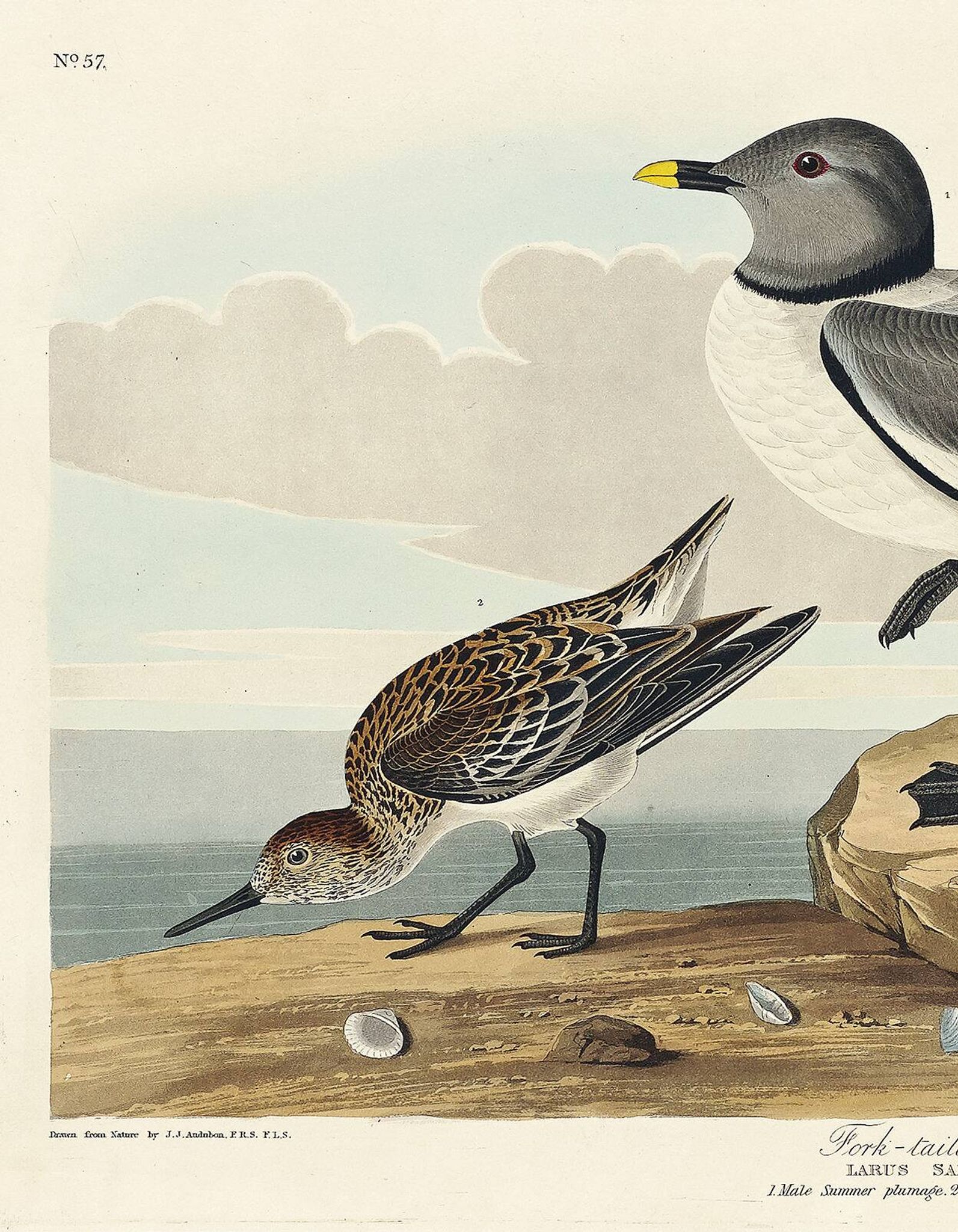 Affiche sur la Mouette de Sabine, d’après une gravure ancienne de 1827.