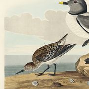 Affiche sur la Mouette de Sabine, d’après une gravure ancienne de 1827.