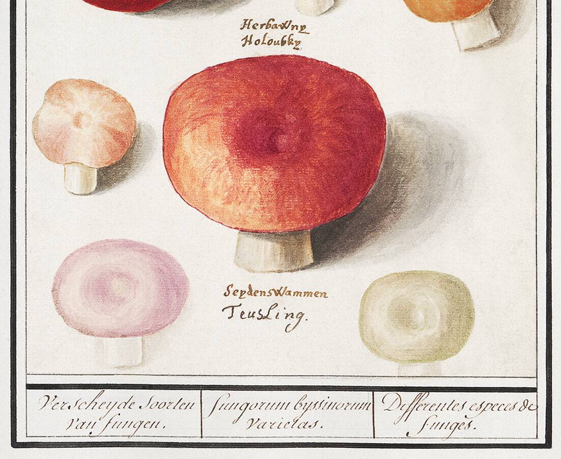 Small poster about mushrooms, based on an old engraving from 1610.