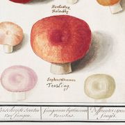 Small poster about mushrooms, based on an old engraving from 1610.