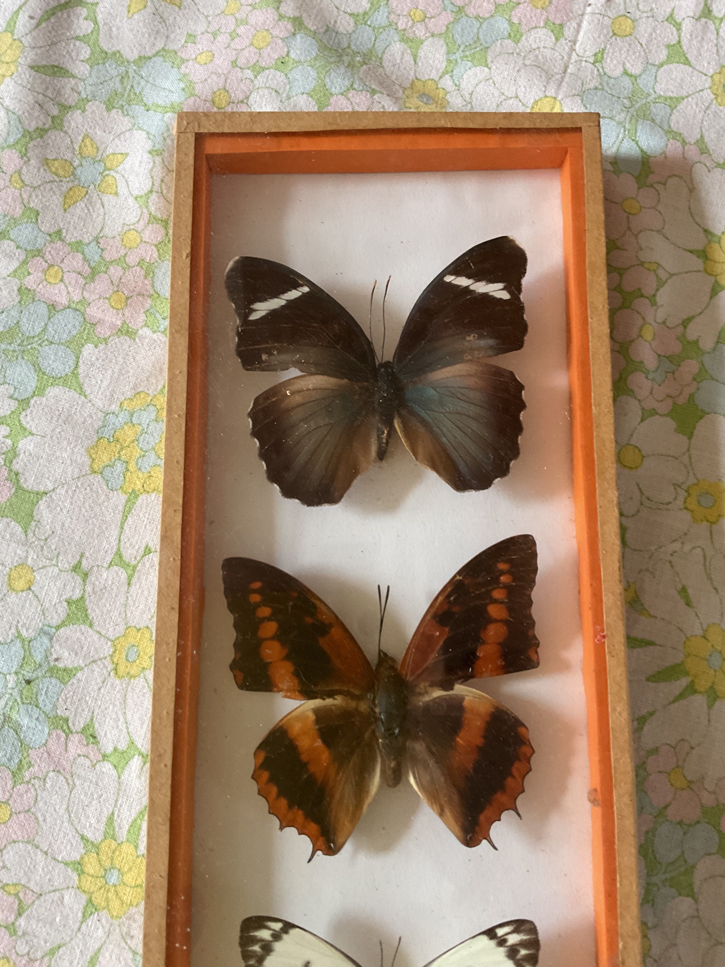 Frames naturalized butterflies taxidermies