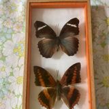 Frames naturalized butterflies taxidermies