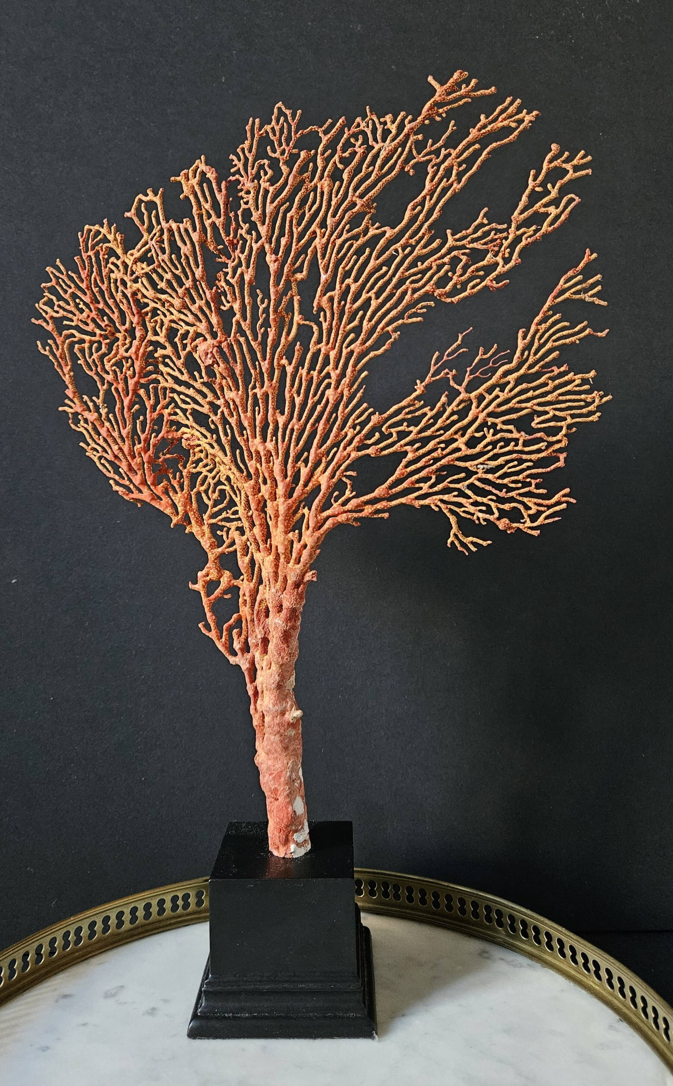 Gorgone Rouge XXL Wooden Base. H: 40 cm | Curiosity Decorative Object