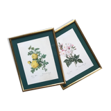 Pair ge lithographs after Redouté