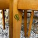 Pair of Stella chairs, Carola model