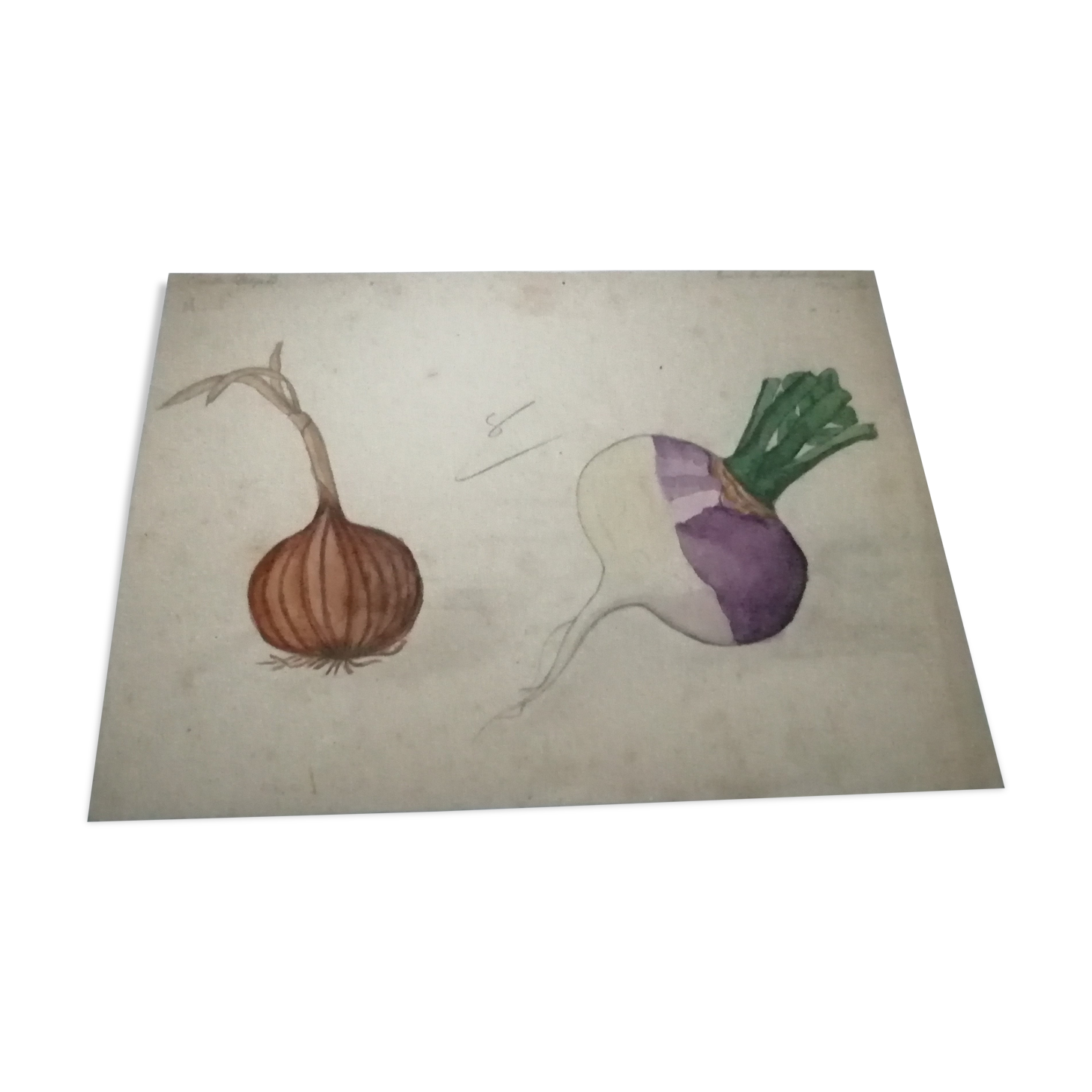 School drawing, study old 20s "onion / turnip"