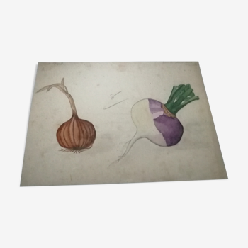 School drawing, study old 20s "onion / turnip"