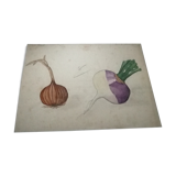 Dessin d'école ,d'étude ancien années 20 "oignon/navet"