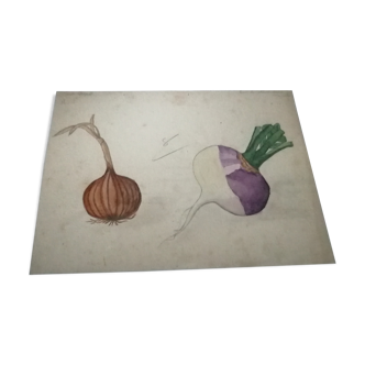 School drawing, study old 20s "onion / turnip"