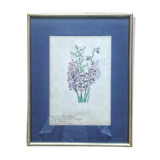 English botanical illustrations