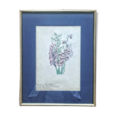English botanical illustrations