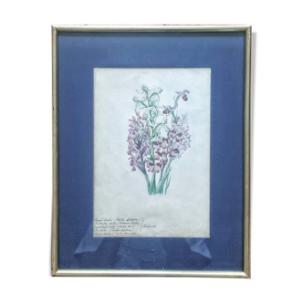 English botanical illustrations