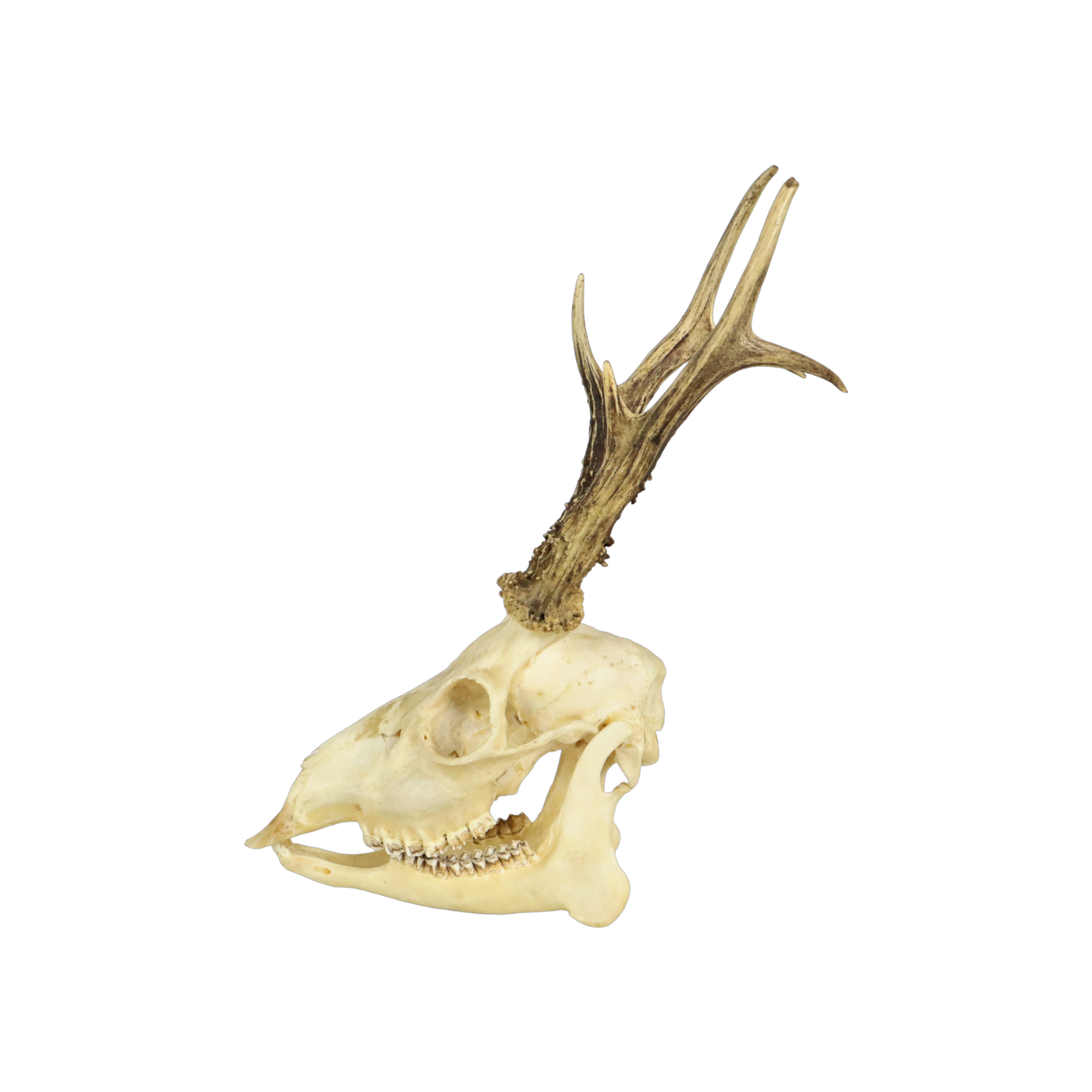 Deer skull taxidermy complete antlers skull deer 33cm