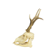 Deer skull taxidermy complete antlers skull deer 33cm