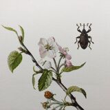 Vintage Insect Print, Old Illustration from the 60s