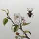 Impression vintage Insecte,  Illustration ancienne année 60