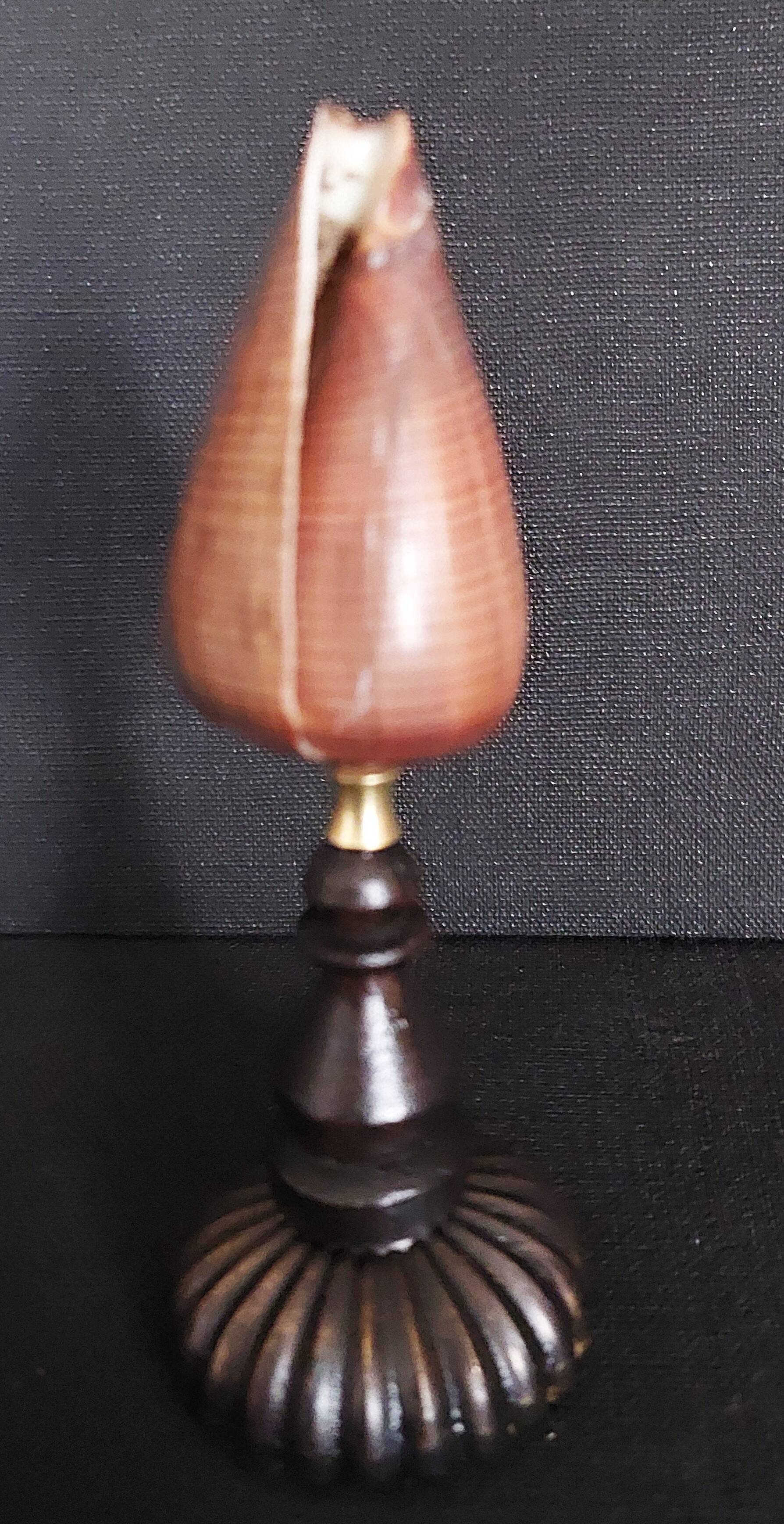 Cabinet de Curiosités coquillage conus figulinus sur socle