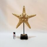 Beautiful old natural starfish on marble base shell curio cabinet