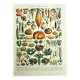 Old engraving from 1928 - Vegetables and garden plants by Millot. vintage