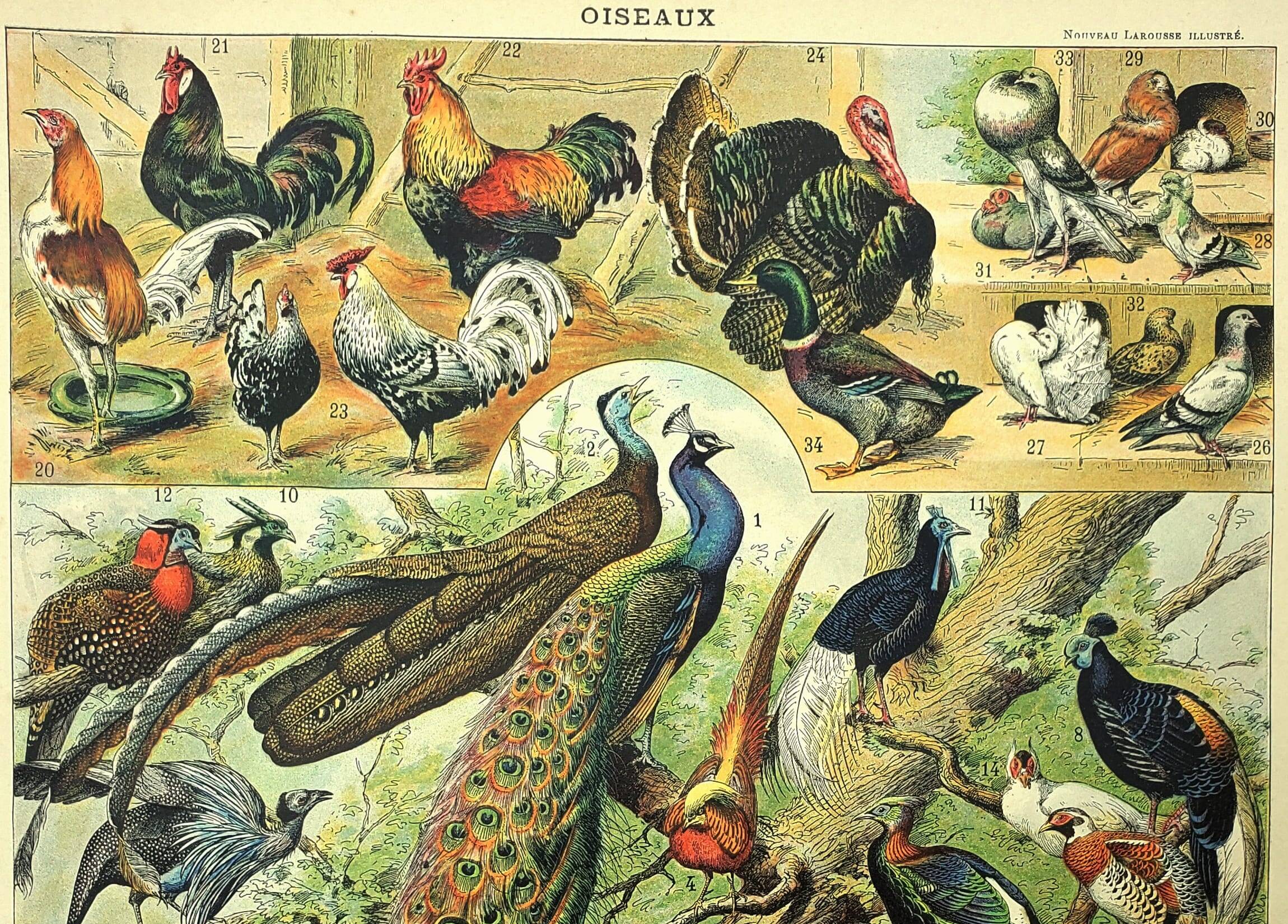 Antique engraving 1897 - Birds 4, farmyard species