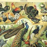Gravure ancienne 1897 - Oiseaux 4, espèces de basse-cour