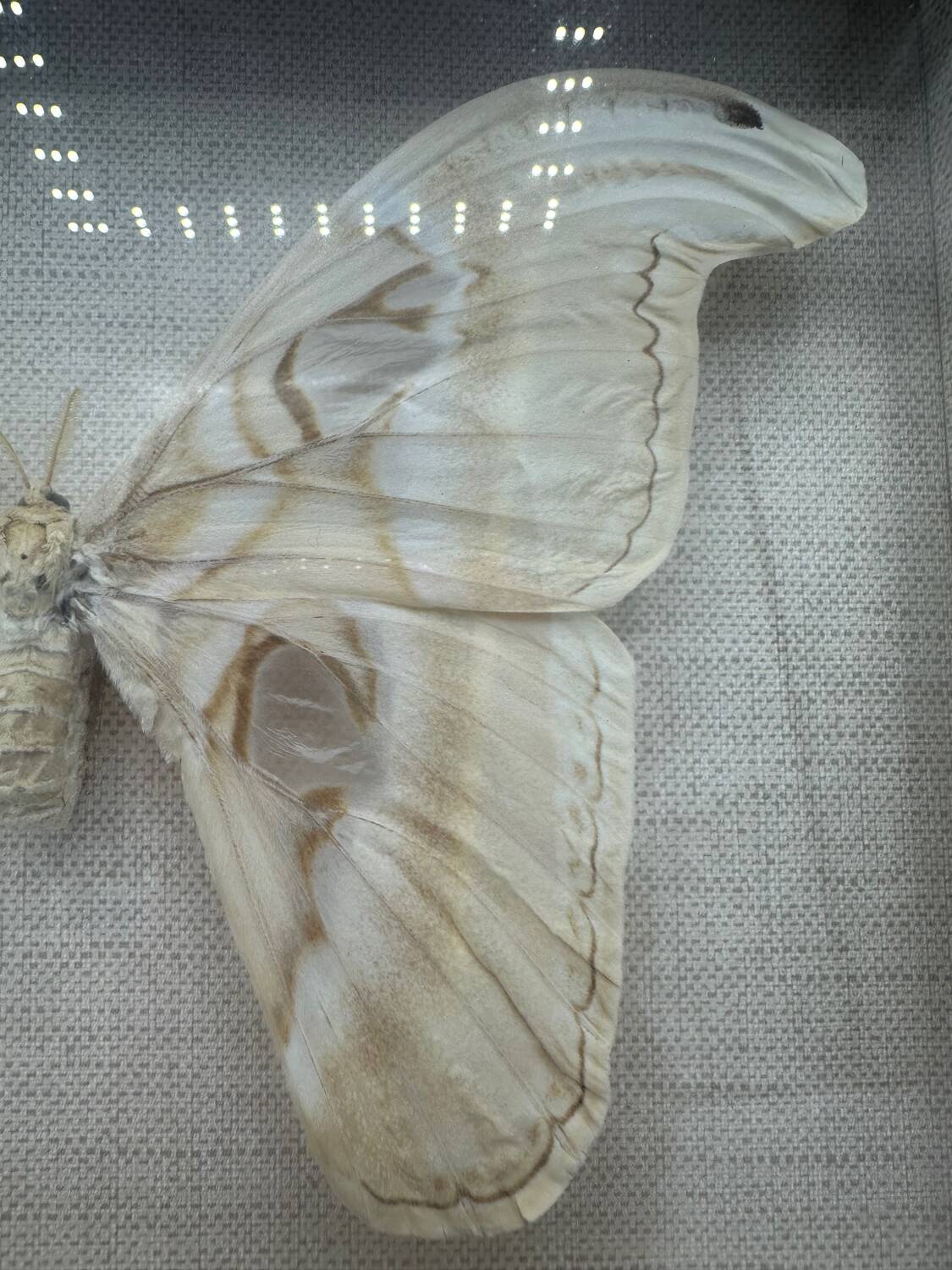 Vintage butterfly frame