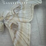 Vintage butterfly frame