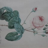 Framed engraving by PJ Redouté