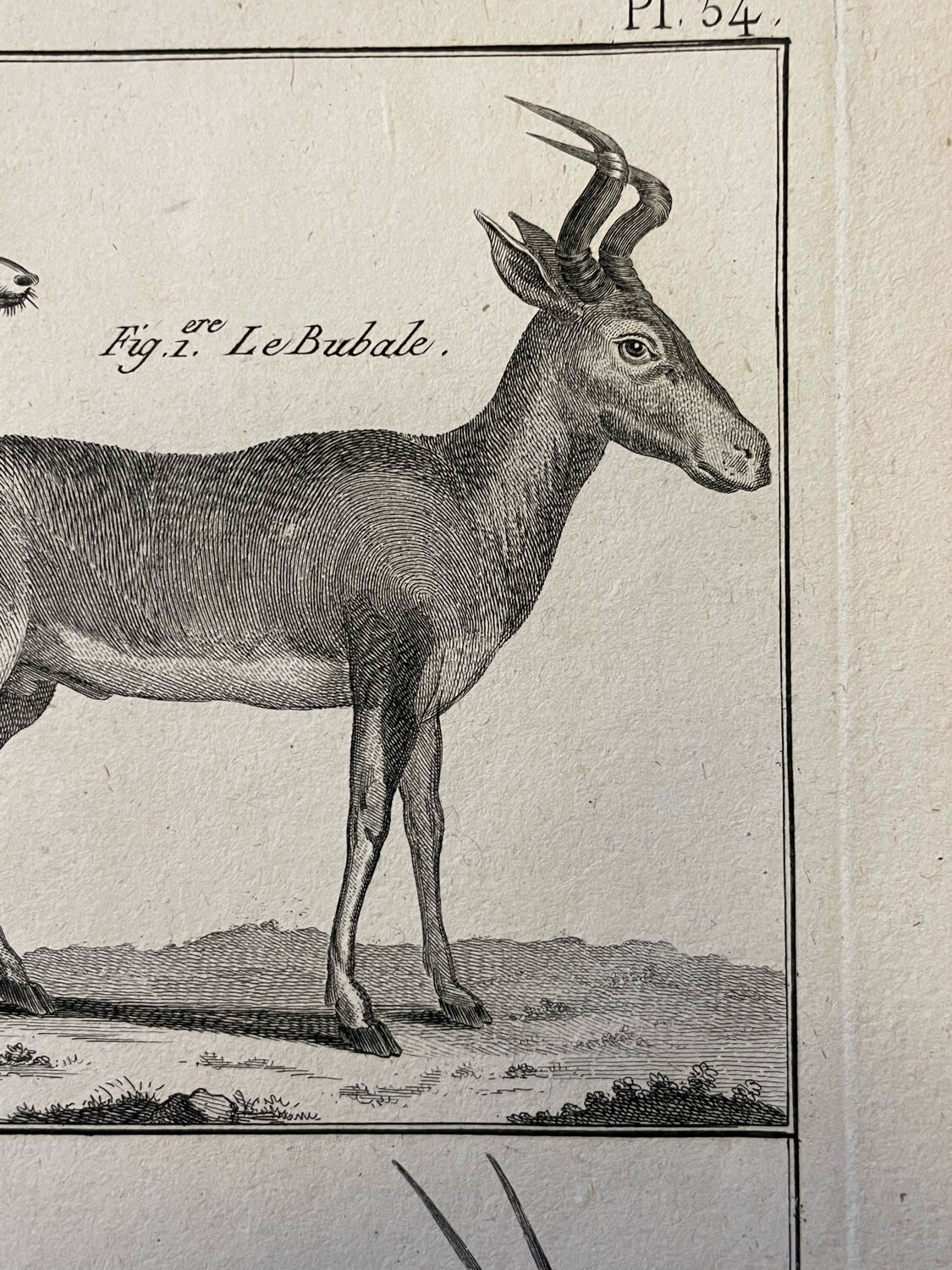 Engraving XVIIIth Buffon