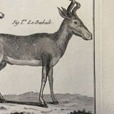 Engraving XVIIIth Buffon