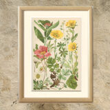 Botanical plate 1906: Sorbus, rosa alpina, geum, alchimilla, mountain benedict